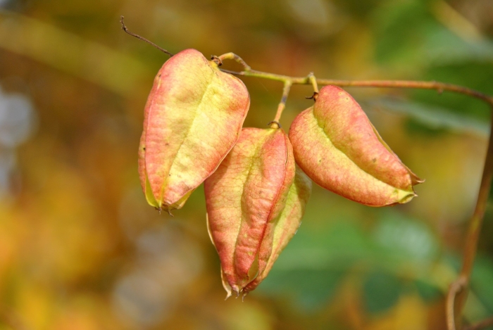 Мыльное дерево кельрейтерия метельчатая
