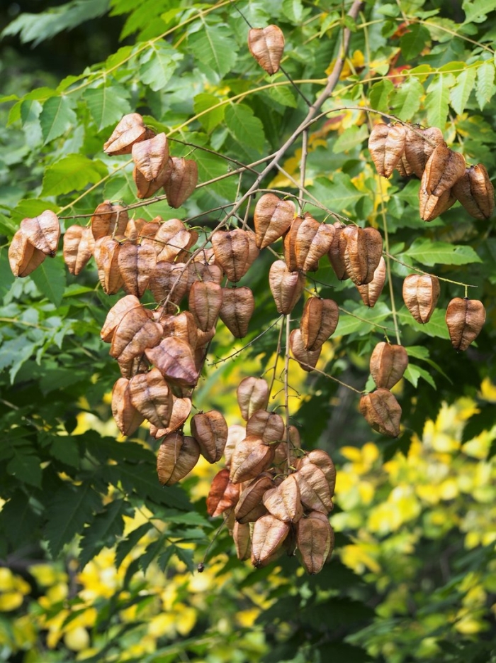 Мыльное дерево кельрейтерия метельчатая