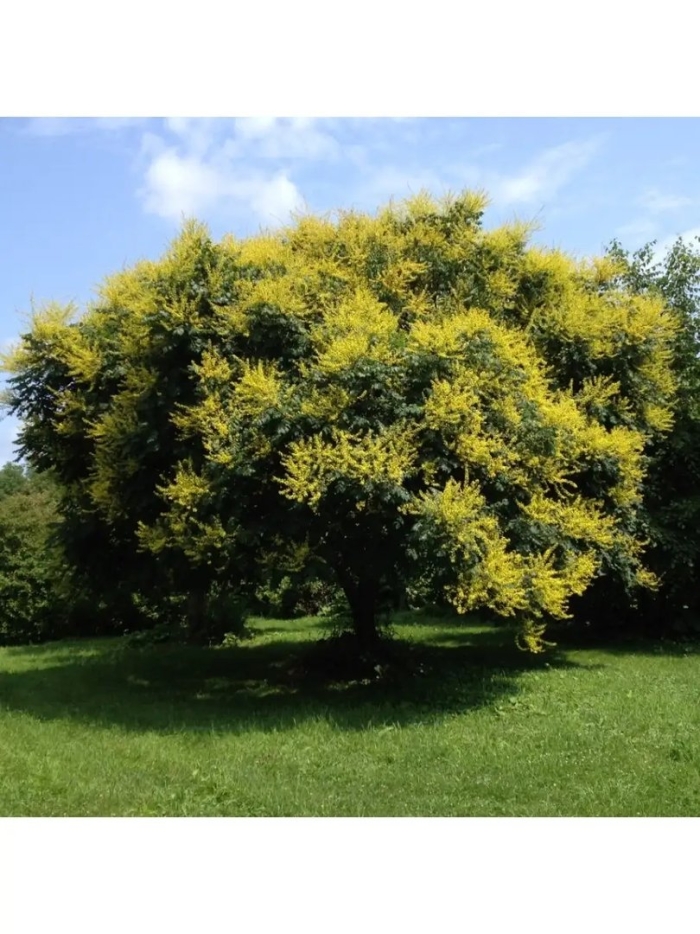 Кельрейтерия метельчатая