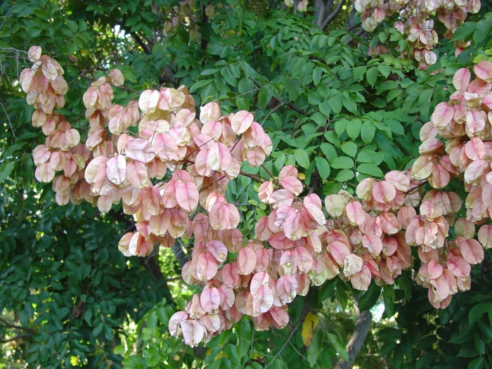 Семена кёльрейтерия метельчатая розовая гирлянда