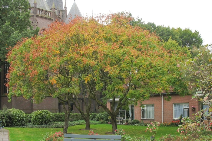 Дерево сумах оленерогий