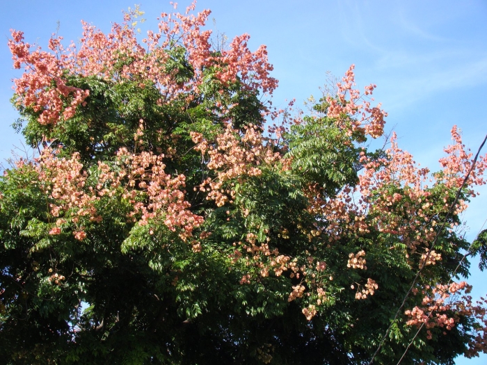 Koelreuteria paniculata