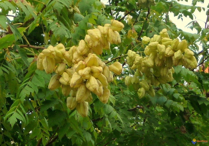 Кельрейтерия метельчатая плоды