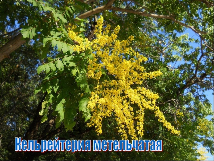 Акация мимоза