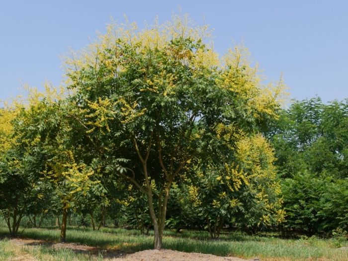 Кельрейтерия метельчатая