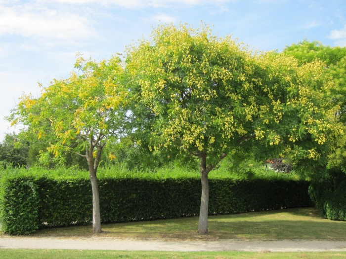 Koelreuteria paniculata