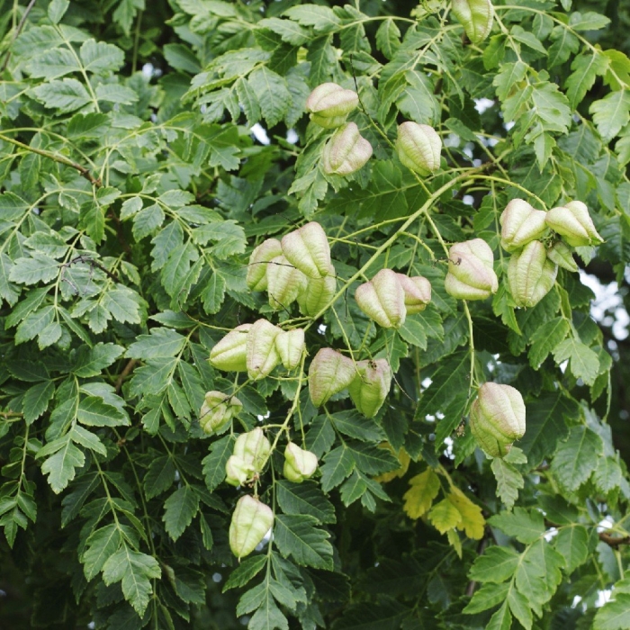 Мыльное дерево кельрейтерия метельчатая