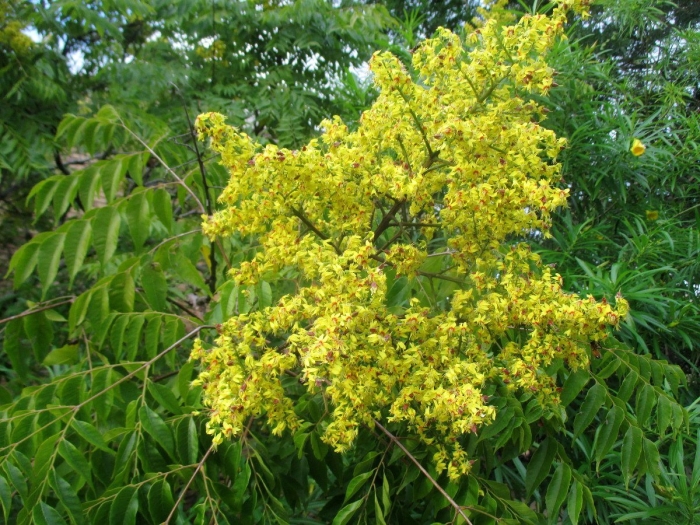 Мыльное дерево кельрейтерия метельчатая