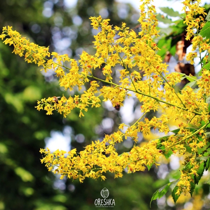 Koelreuteria paniculata