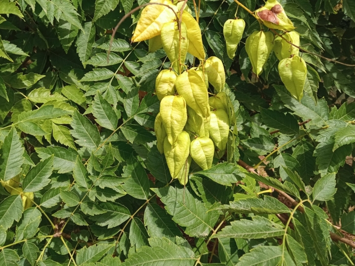 Koelreuteria paniculata