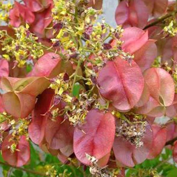 Мыльное дерево кельрейтерия метельчатая