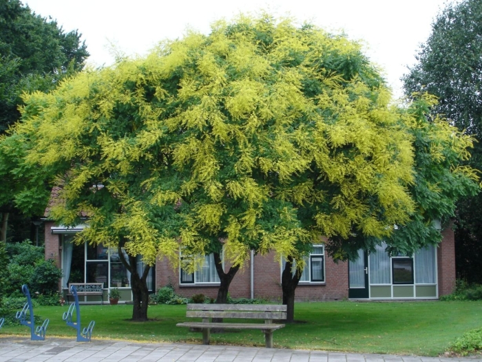 Koelreuteria paniculata