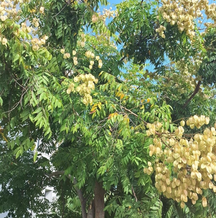 Кельрейтерия (мыльное дерево)