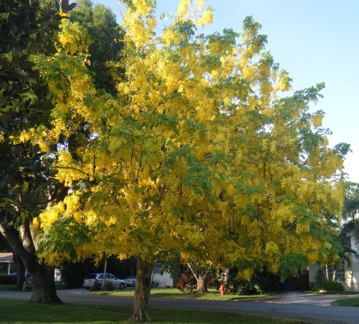 Cassia fistula
