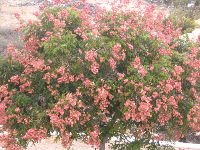 Мыльное дерево кельрейтерия метельчатая