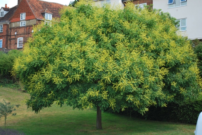 Мыльное дерево кельрейтерия метельчатая