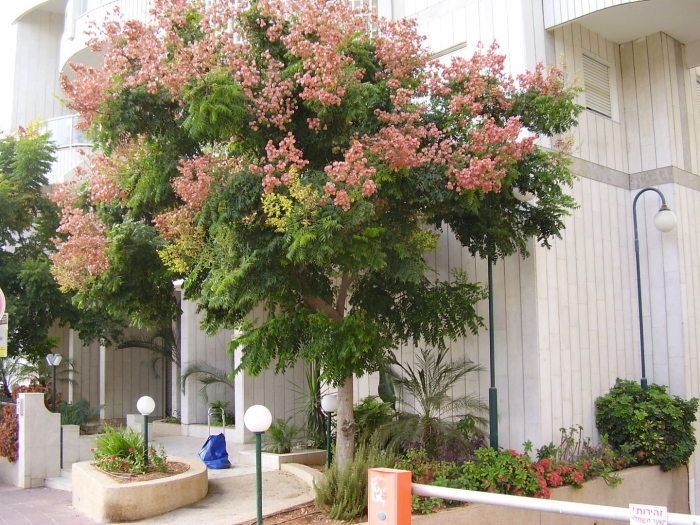 Кельрейтерия дерево