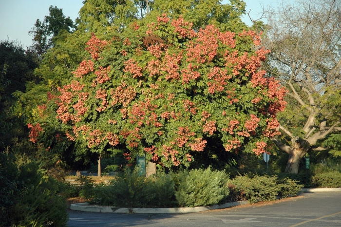 Кельрейтерия метельчатая