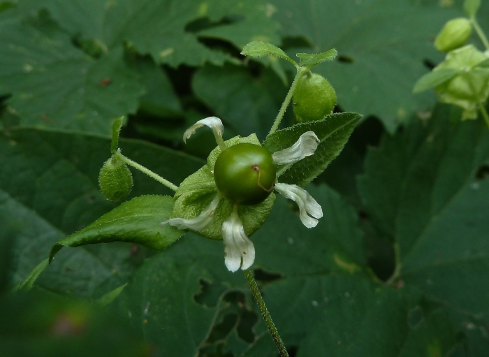 Плод волдырник ягодный