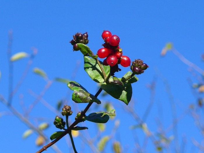 Жимолость волчья ягода несъедобная