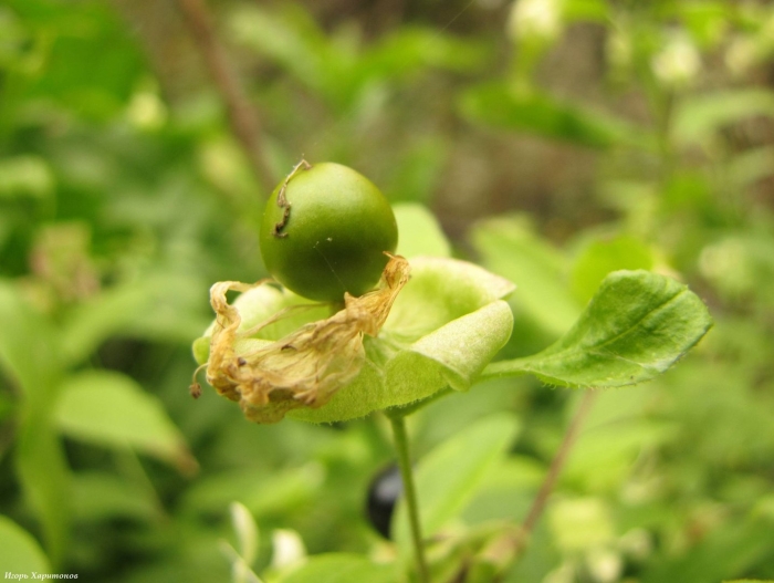 Белладонна ядовитое растение