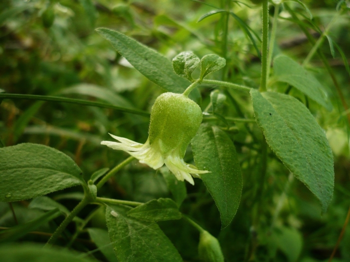 Codonopsis clematidea