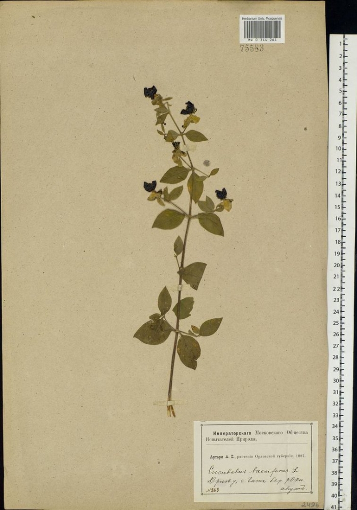 Растения семейства