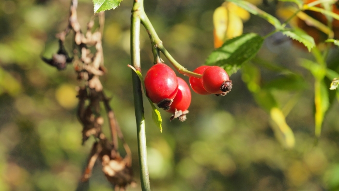 Кустарник шиповник