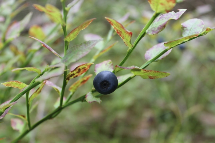 Vaccinium myrtillus