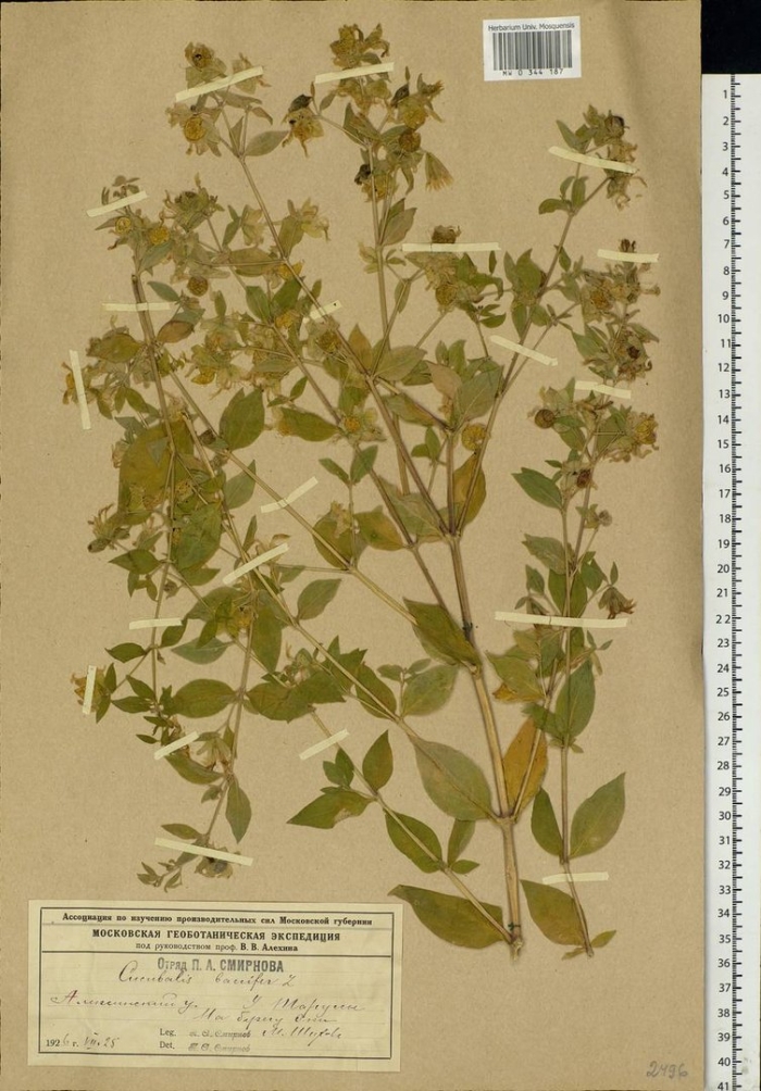 Silene baccifera