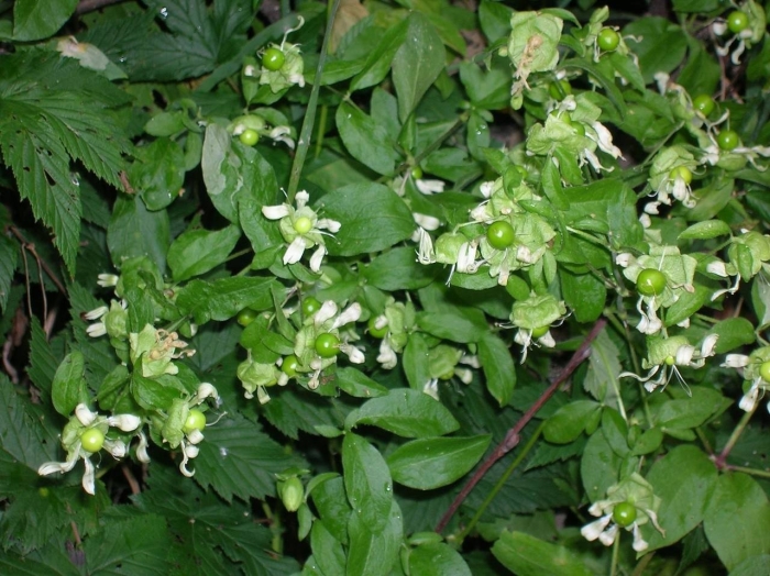 Волдырник ягодоносный