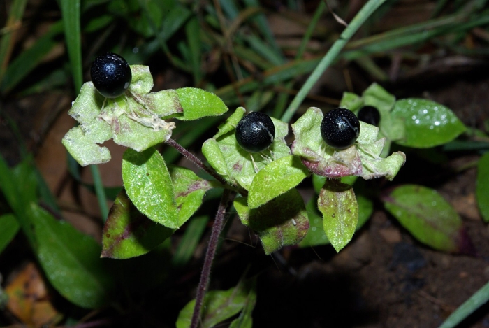 Белладонна красавка