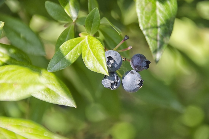 Голубика высокорослая норт блю