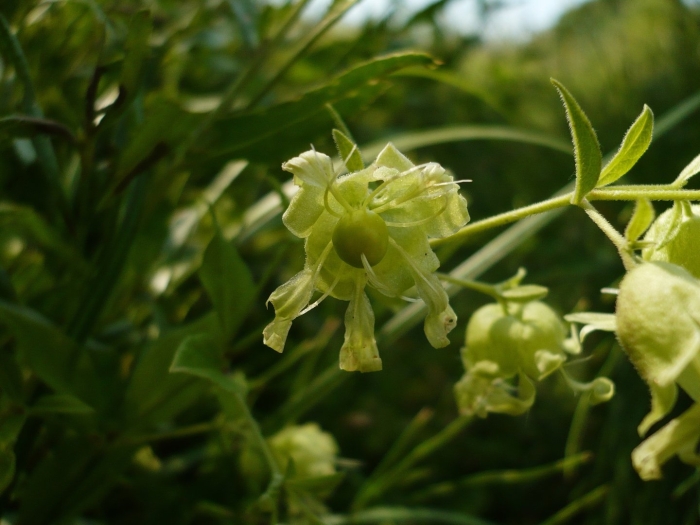 Волдырник ягодоносный