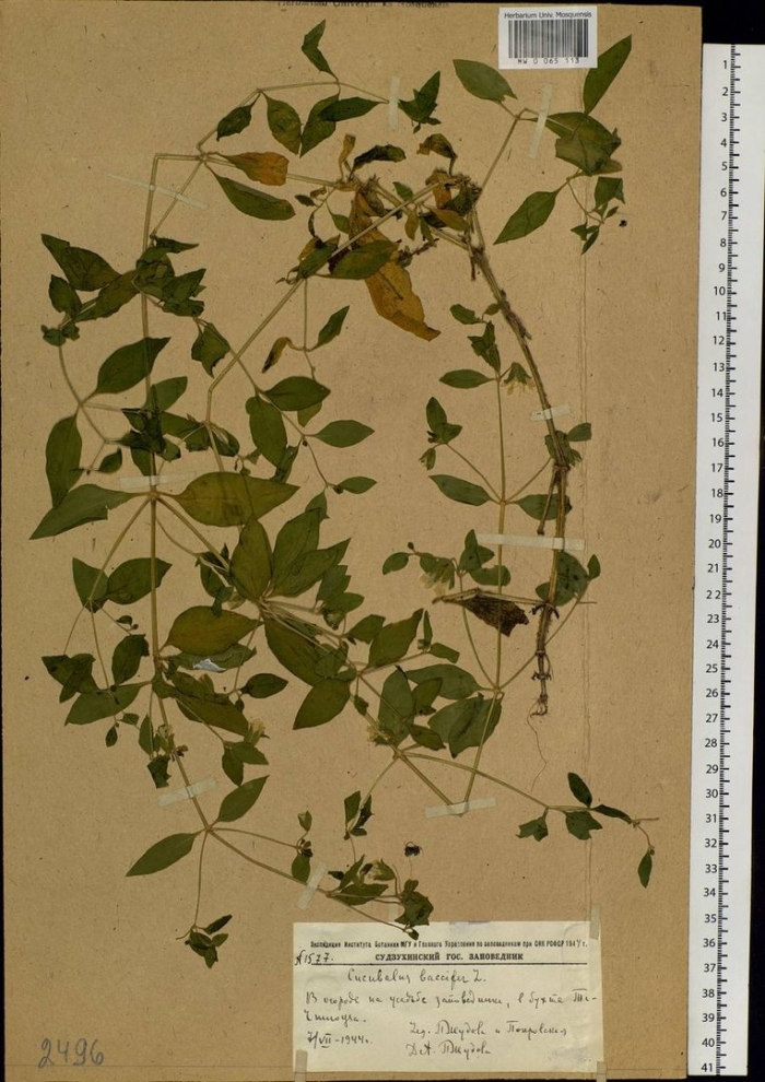 Silene vulgaris гербарий