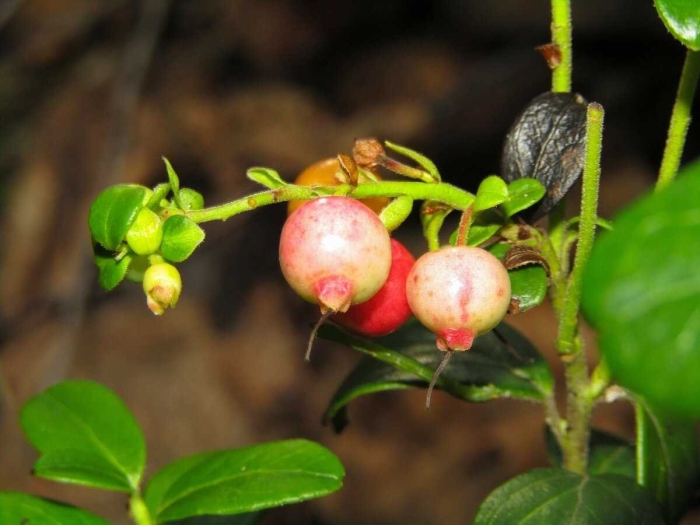 Голубика высокорослая пинк лимонад