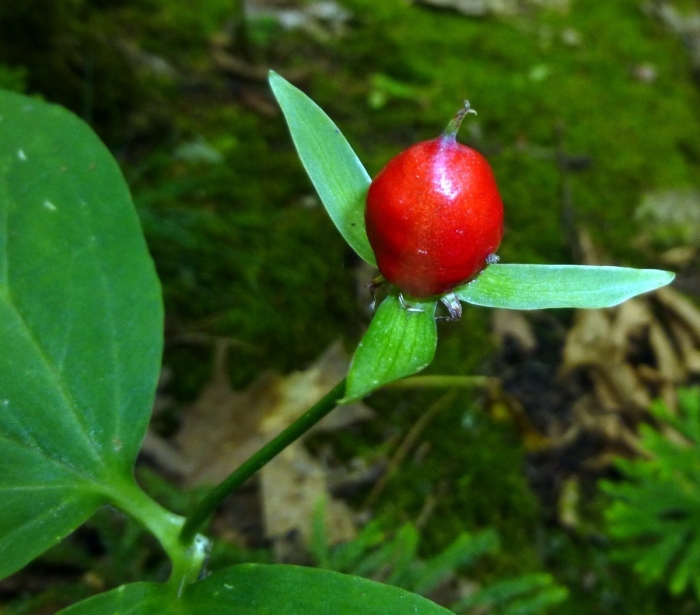 Иглица понтийская