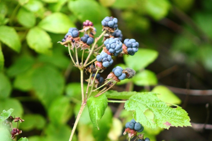 Кислица ягода