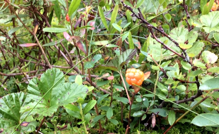 Морошка болотная