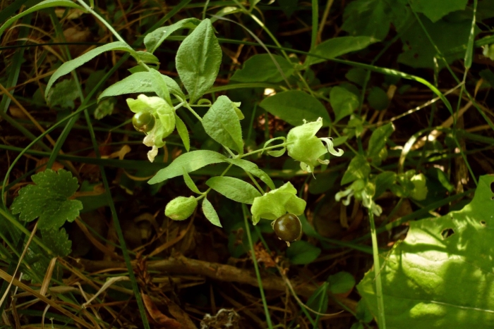 Silene baccifera