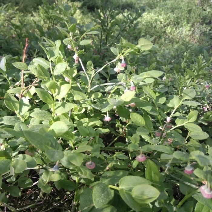 Садовая голубика