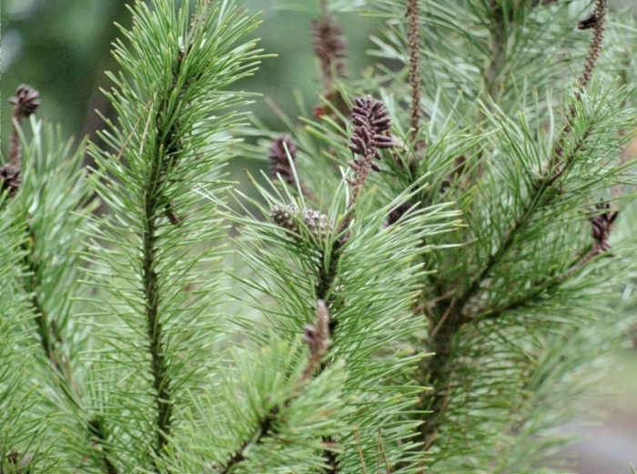 Сосна скрученная широкохвойная