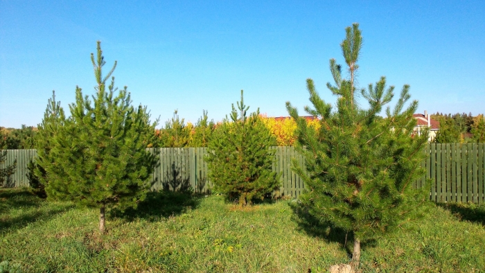 Сосна скрученная широкохвойная