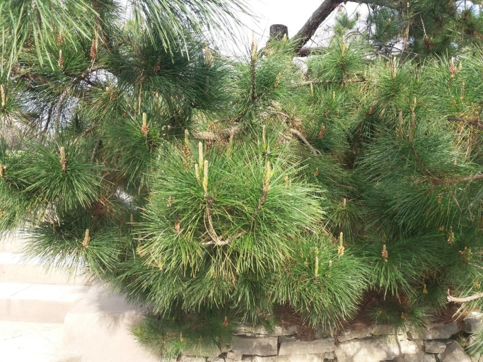 Pinus nigra