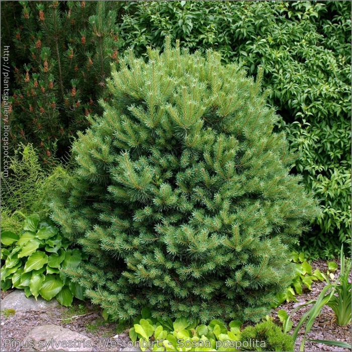 Pinus sylvestris pendula