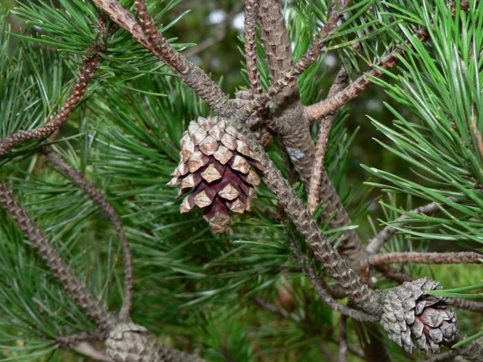 Макростробил pinus sylvestris (сосна обыкновенная)