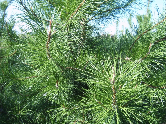 Сосна сибирская pinus sibirica