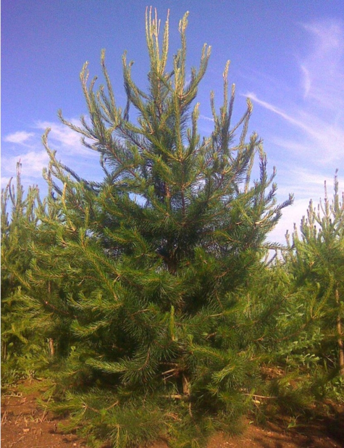 Сосна обыкновенная