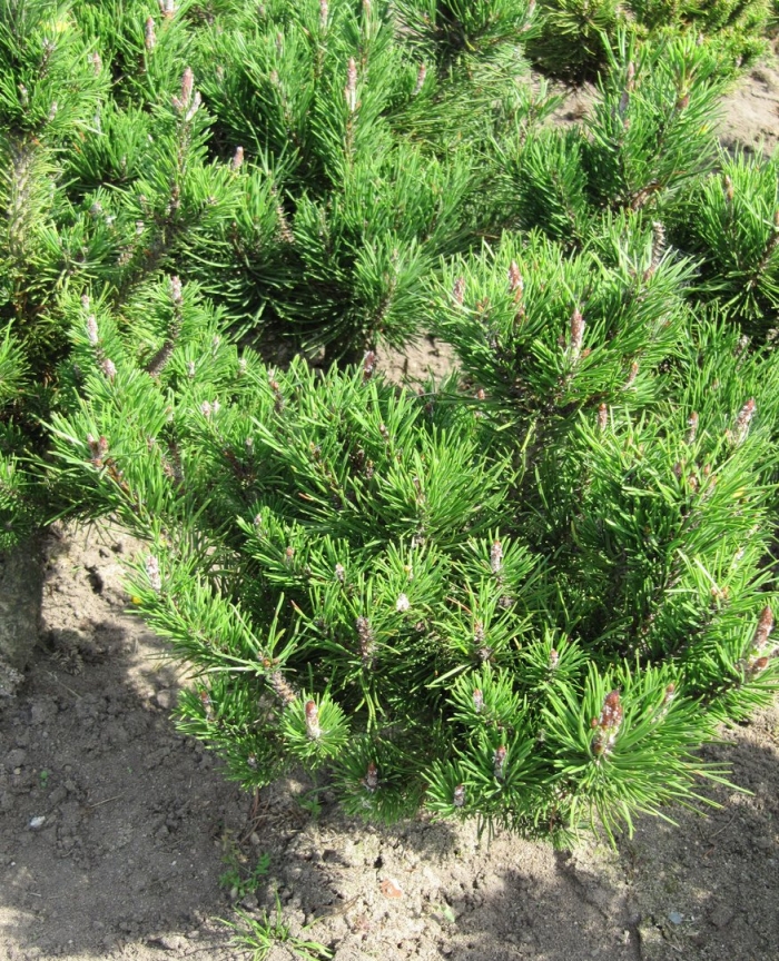 Сосна горная мугус