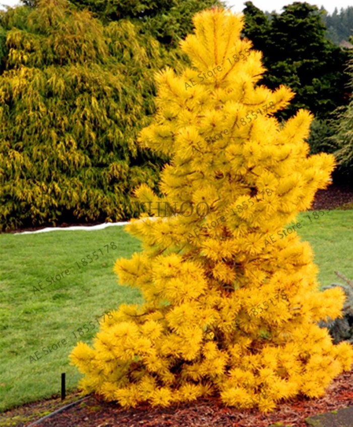 Pinus contorta chief joseph